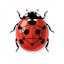 LadybugDB logo